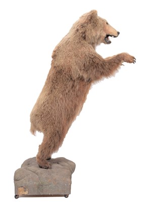 Lot 288 - Taxidermy: A Kodiak Brown Bear (Ursus arctos...