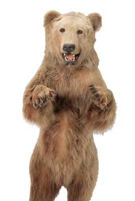 Lot 288 - Taxidermy: A Kodiak Brown Bear (Ursus arctos...