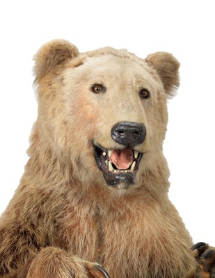 Lot 288 - Taxidermy: A Kodiak Brown Bear (Ursus arctos...