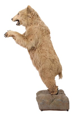 Lot 288 - Taxidermy: A Kodiak Brown Bear (Ursus arctos...