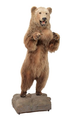 Lot 288 - Taxidermy: A Kodiak Brown Bear (Ursus arctos...