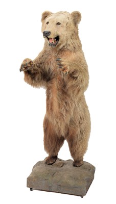 Lot 288 - Taxidermy: A Kodiak Brown Bear (Ursus arctos...