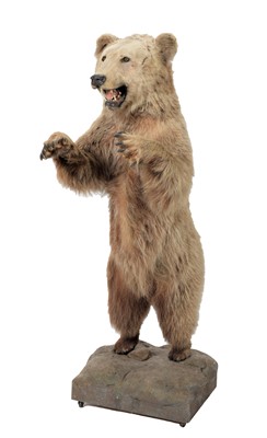 Lot 288 - Taxidermy: A Kodiak Brown Bear (Ursus arctos...