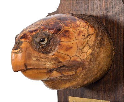 Lot 278 - Taxidermy: A Large Loggerhead Sea Turtle Head...