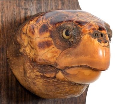 Lot 278 - Taxidermy: A Large Loggerhead Sea Turtle Head...