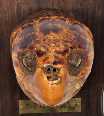 Lot 278 - Taxidermy: A Large Loggerhead Sea Turtle Head...