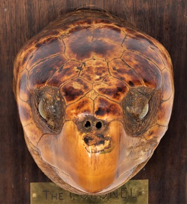 Lot 278 - Taxidermy: A Large Loggerhead Sea Turtle Head...