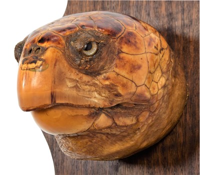 Lot 278 - Taxidermy: A Large Loggerhead Sea Turtle Head...