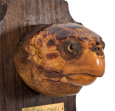 Lot 278 - Taxidermy: A Large Loggerhead Sea Turtle Head...