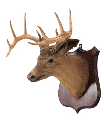 Lot 301 - Taxidermy: White-tailed Deer (Odocoileus...