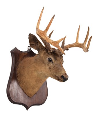 Lot 301 - Taxidermy: White-tailed Deer (Odocoileus...