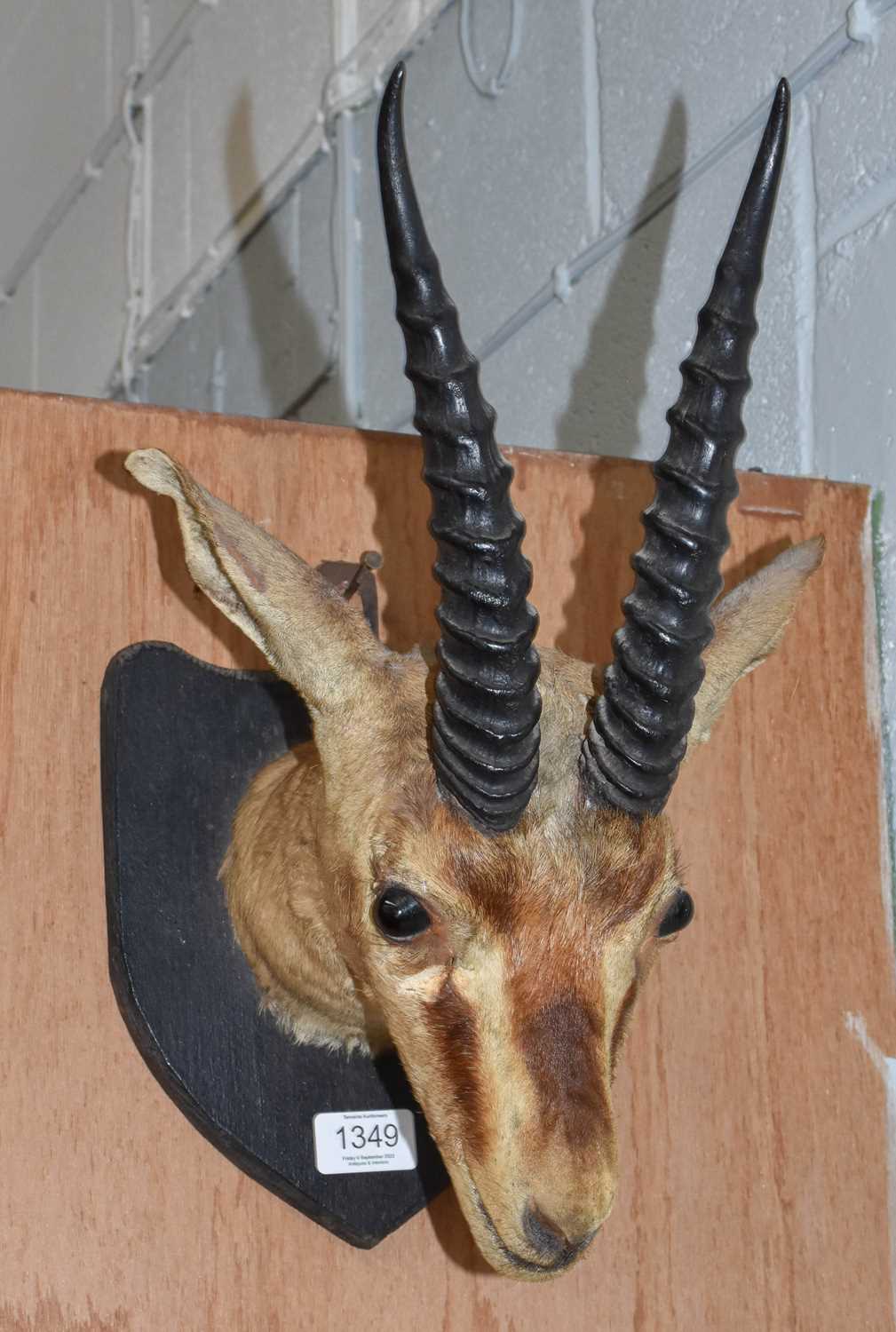 Lot 1349 - Taxidermy: An Idian Chinkara (Gazella...