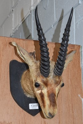 Lot 1306 - Taxidermy: An Indian Chinkara (Gazella...