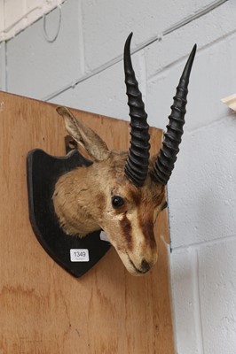 Lot 1349 - Taxidermy: An Idian Chinkara (Gazella...