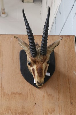 Lot 1349 - Taxidermy: An Idian Chinkara (Gazella...