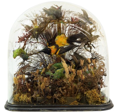 Lot 353 - Taxidermy: A Victorian Diorama of Tropical...