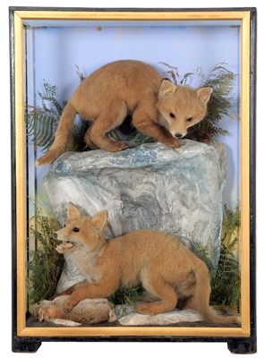 Lot 364 - Taxidermy: A Rare Cased Pair of European Red...
