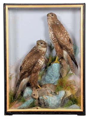 Lot 98 - Taxidermy: A Cased Pair of Common Buzzards...