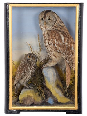 Lot 177 - Taxidermy: A Cased Tawny Owl & Little Owl...