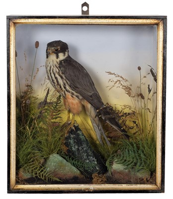 Lot 174 - Taxidermy: A Cased Eurasian Hobby (Falco...