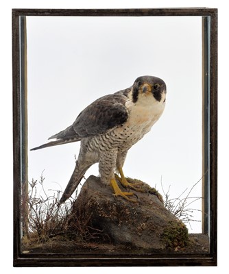 Lot 239 - Taxidermy: A Table Cased Peregrine Falcon...