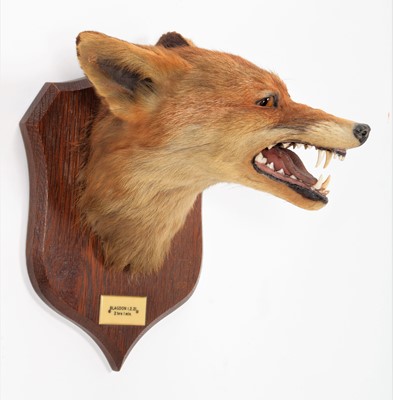 Lot 33 - Taxidermy: Red Fox Mask (Vulpes vulpes), dated...