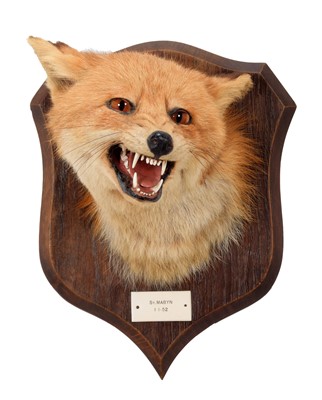 Lot 169 - Taxidermy: Red Fox Mask (Vulpes vulpes), dated...