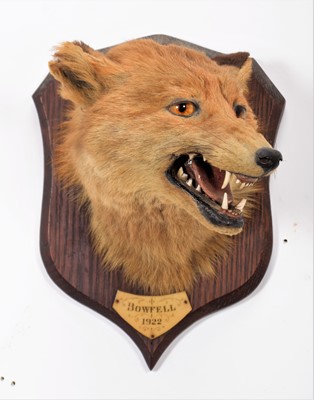 Lot 214 - Taxidermy: Red Fox Mask (Vulpes vulpes), dated...