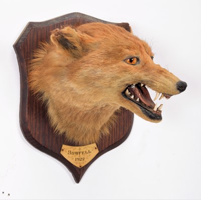 Lot 214 - Taxidermy: Red Fox Mask (Vulpes vulpes), dated...