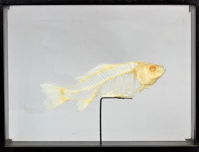 Lot 132 - Skeletons/Anatomy: A Cased Fish Skeleton, a...