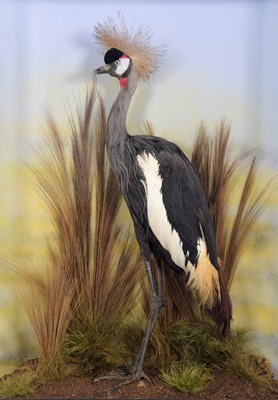 Lot 363 - Taxidermy: A Large Cased Golden Crowned Crane...