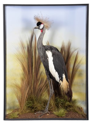 Lot 363 - Taxidermy: A Large Cased Golden Crowned Crane...