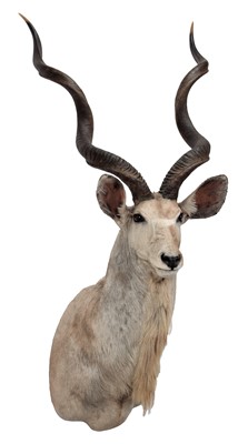 Lot 156 - Taxidermy: Cape Greater Kudu (Strepsiceros...