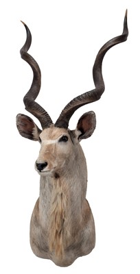 Lot 156 - Taxidermy: Cape Greater Kudu (Strepsiceros...