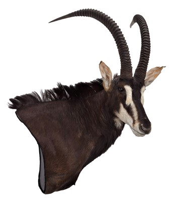 Lot 354 - Taxidermy: Southern Sable Antelope...