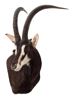 Lot 354 - Taxidermy: Southern Sable Antelope...