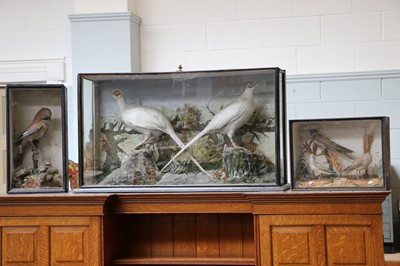 Lot 1124 - Taxidermy: A Late Victorian Cased Pair of...