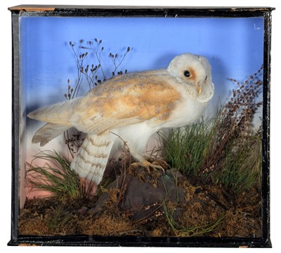 Lot 108 - Taxidermy: A Cased Barn Owl (Tyto alba), dated...