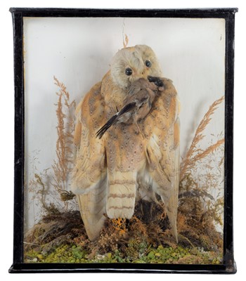 Lot 1174 - Taxidermy: A Victorian Cased Barn Owl (Tito...