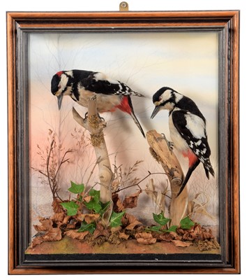 Lot 157 - Taxidermy: A Wall Cased Pair of Great Spotted...