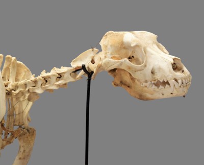 Lot 347 - Skeleton/Anatomy: A Rhodesian Ridgeback Dog...