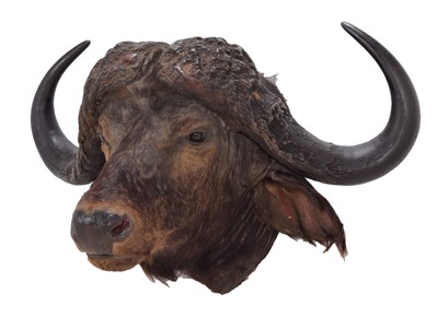 Lot 113 - Taxidermy: East African Cape Buffalo (Syncerus...