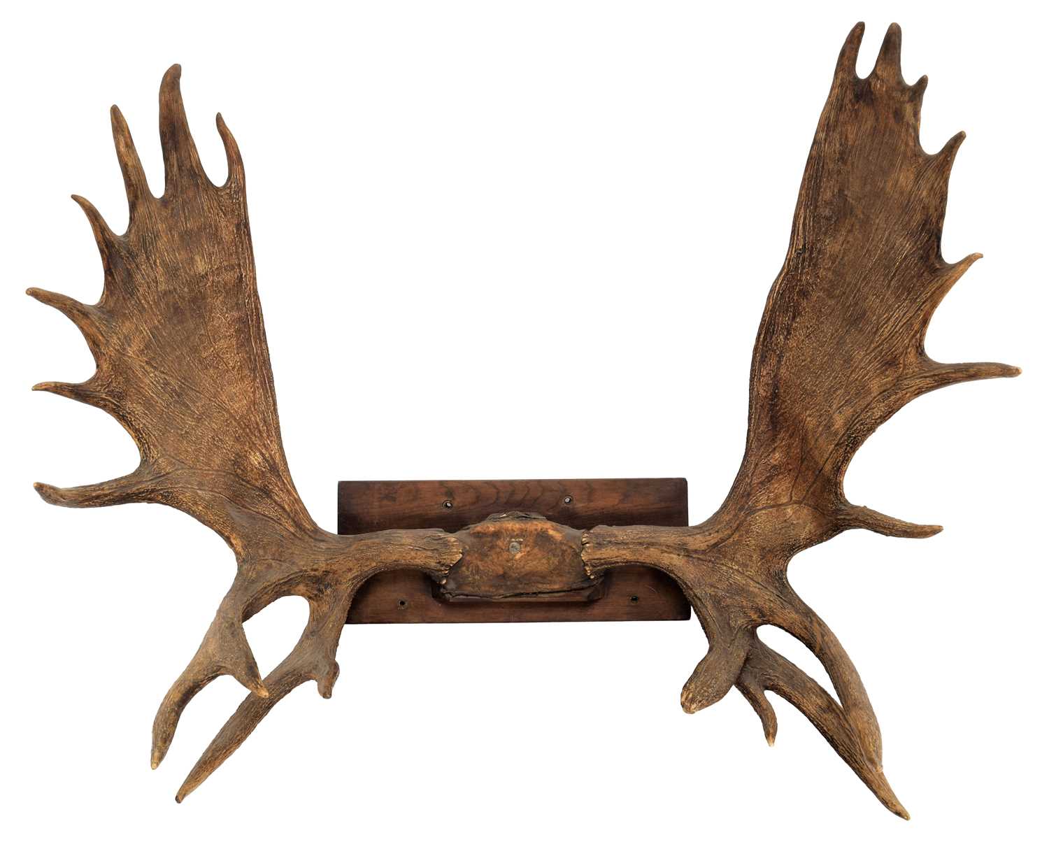 Lot 109 - Antlers/Horns: A Large Set of European Moose...