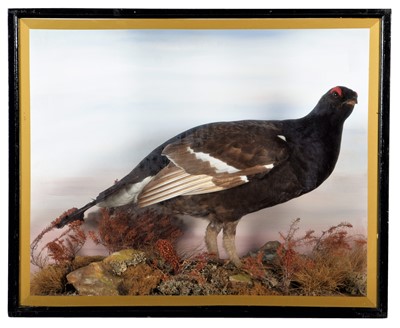 Lot 291 - Taxidermy: A Cased Black Grouse (Tetrao...