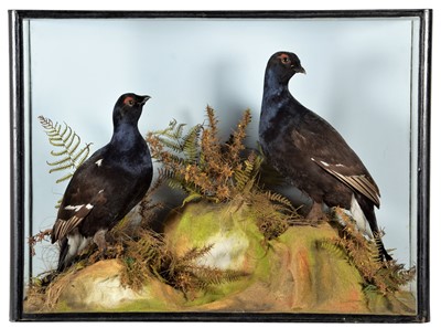Lot 285 - Taxidermy: A Cased Pair of Black Grouse...