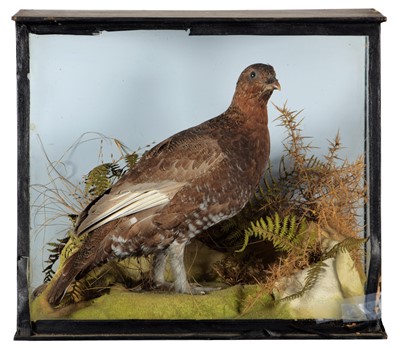 Lot 297 - Taxidermy: A Cased European Stone-Curlew...