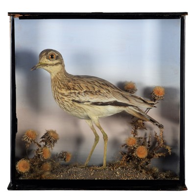 Lot 297 - Taxidermy: A Cased European Stone-Curlew...