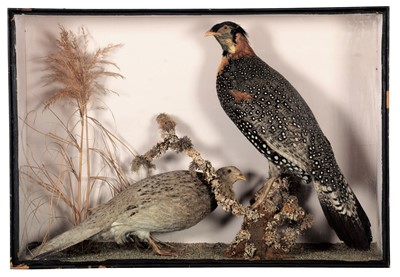 Lot 315 - Taxidermy: A Victorian Cased Pair of Western...