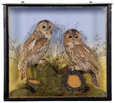 Lot 340 - Taxidermy: A Late Victorian Cased Pair of...