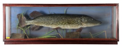 Lot 1211 - Taxidermy: A Cased Northern Pike (Esox lucius),...